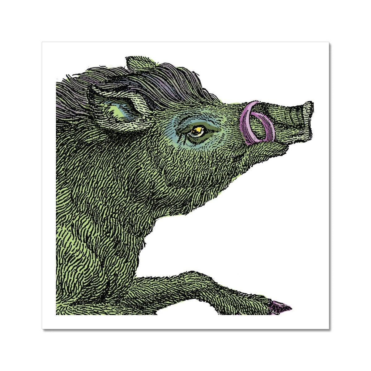 Warthog  Classic Fine Art Print